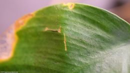 Anubias Plant Leaf: Crack Damage