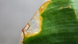 Anubias Plant: Leaf Damage Upclose