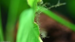 Anubias Plant: Leaf Dying