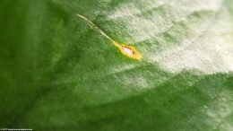 Anubias Plant Leaf: Hole Forming Slowly