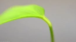 Anubias Barteri: New Leaf Growth