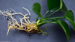 Anubias Barteri: Plant Crown Upclose