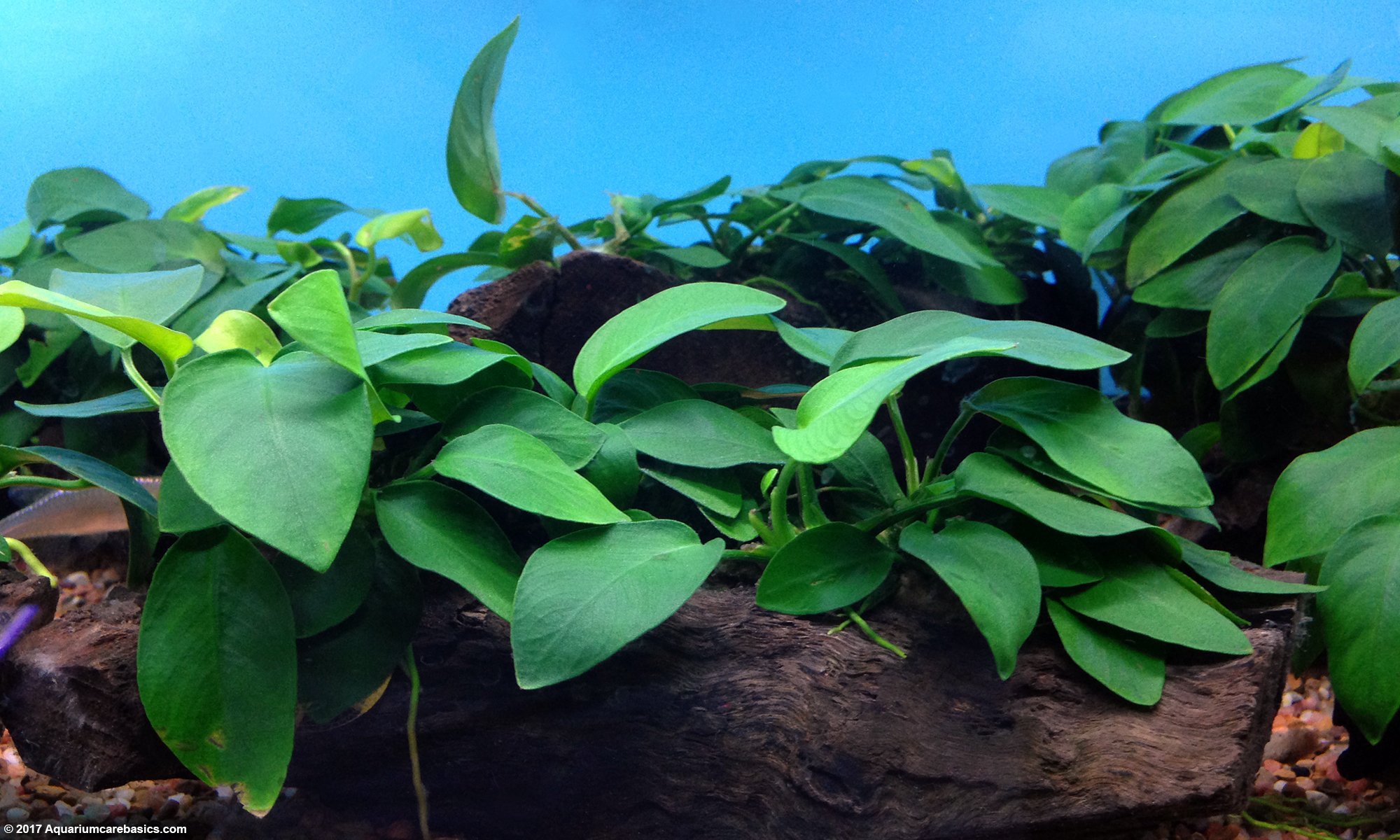 Anubias Barteri Plant Leaves Are Strong And Durable