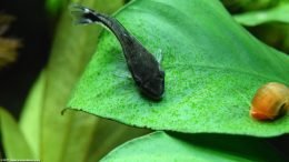 Anubias Barteri Plant: With Otocinclus Catfish