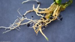 Anubias Plant Roots Upclose