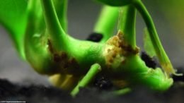 Anubias Barteri: Planted Rhizome In Substrate