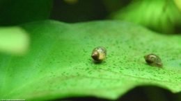 Anubias Barteri: Pond Snails Eating Algae