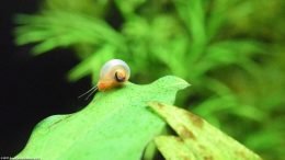Anubias Barteri: Ramshorn Snail