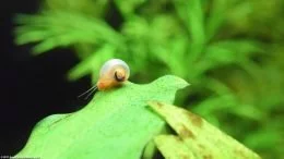 Anubias Barteri: Ramshorn Snail