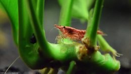 Anubias Barteri With Red Cherry Shrimp