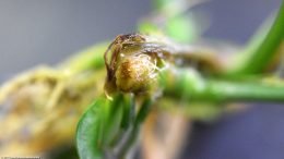 Anubias Plant Stem, Upclose