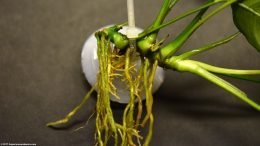 Anubias Barteri Held By Suction Cup