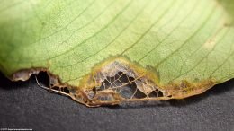 Anubias Barteri Leaf Dying, Underside View