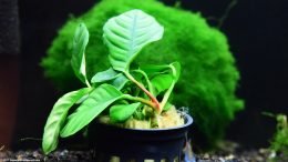 Anubias Coffeefolia Plant In A Pot