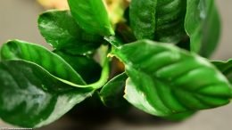 Anubias Coffeefolia Showing Leaf Damage