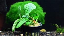 Anubias Coffeefolia And A Marimo Moss Ball