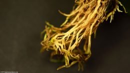 Anubias Coffeefolia Roots, Closeup