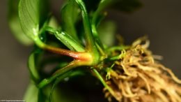 Anubias Coffeefolia Stems, Upclose