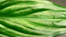 Anubias Hastifolia Leaf Looking Lush Green