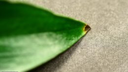 Anubias Hastifolia Leaf Damage Upclose