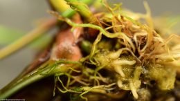 Anubias Hastifolia Roots Closeup