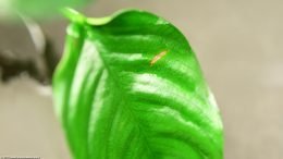 Anubias Nana Showing Leaf Damage