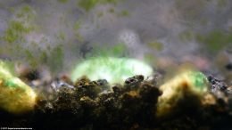 Aquarium Algae In Freshwater Tanks