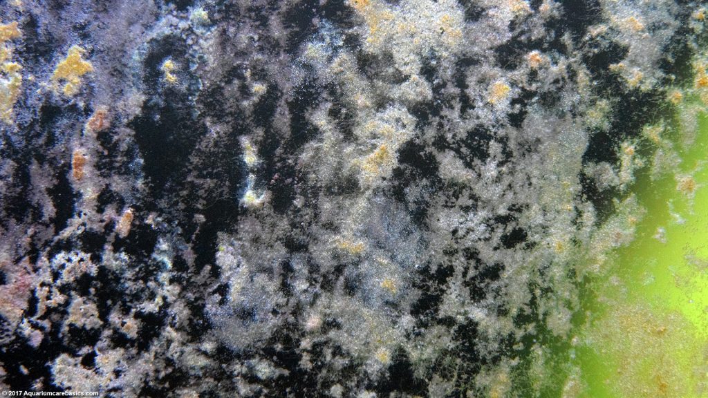 Aquarium Algae Buildup In A Freshwater Tank Video