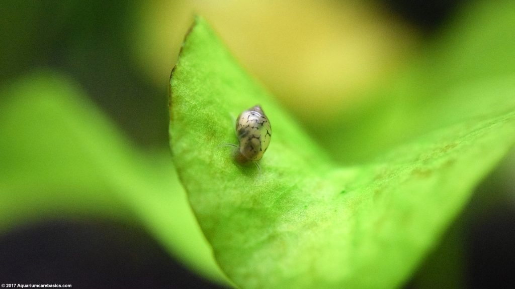 Aquarium Banana Plant Care, Tubers, Roots & Planting