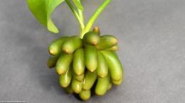 Banana Plant Tubers, Upclose