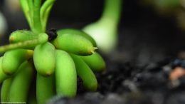 Aquarium Banana Plant Tubers & Roots