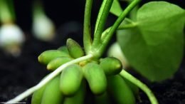 Aquarium Banana Plant: White Roots