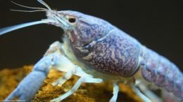 Aquarium Blue Lobster On A Lava Rock