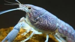 Acuario Langosta azul en una roca de lava