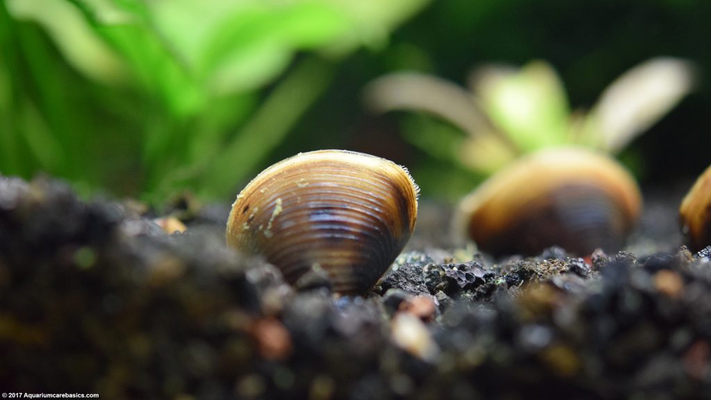 Freshwater Clams Care, Food, Size, Lifespan & Tankmates Video