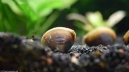 Aquarium Clams Resting On The Tank Bottom