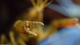 Aquarium Crayfish Claw Upclose
