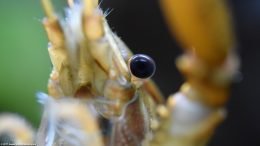 Aquarium Crayfish Eye Upclose