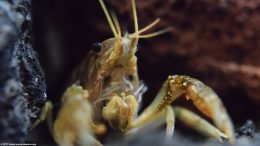 Aquarium Crayfish Feeding Appendages Holding Food