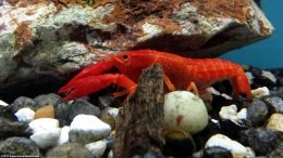 Aquarium Crayfish Habitat Should Include Rocks