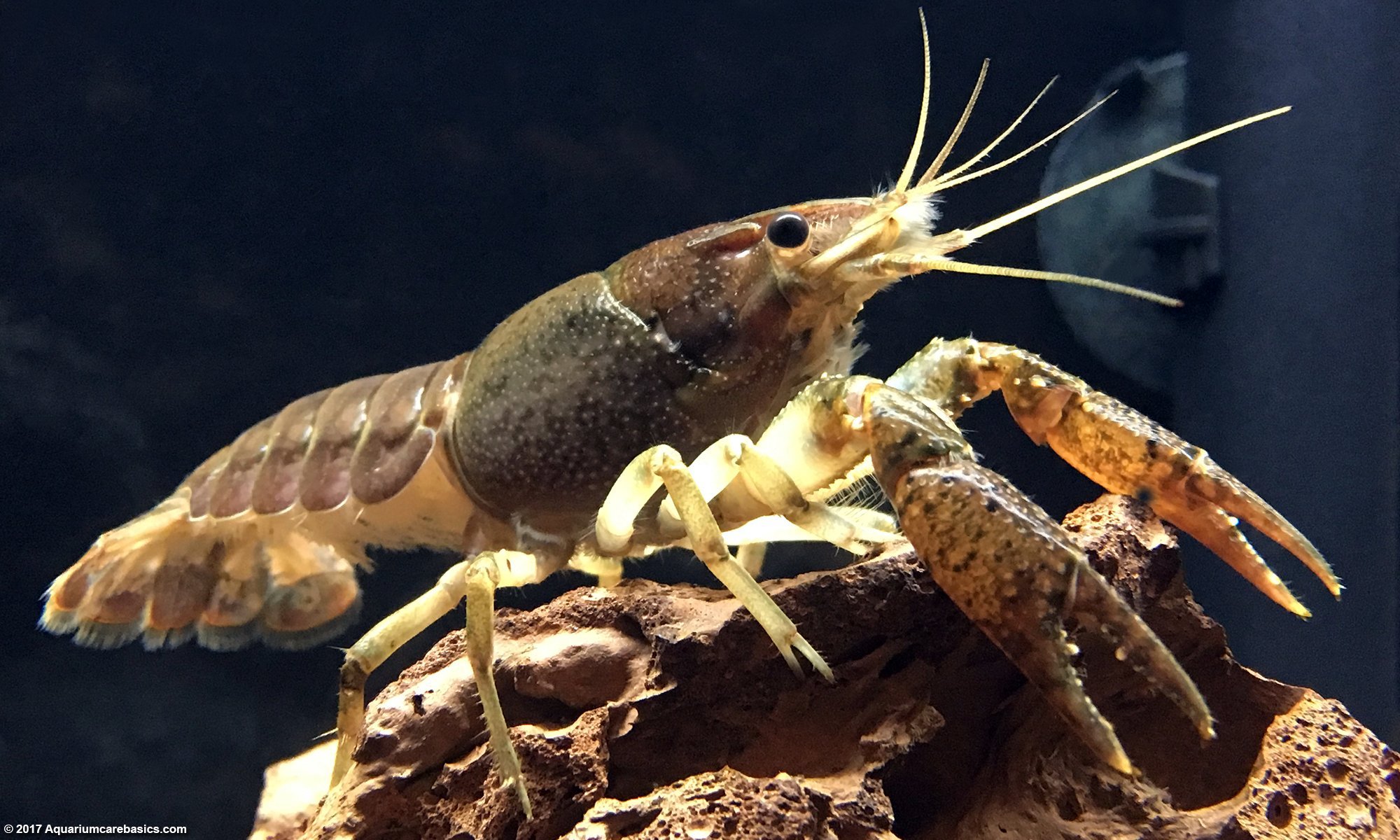 Aquarium Crayfish Resting On Lavarock