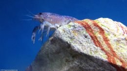Aquarium Lobster Protecting Its Territory