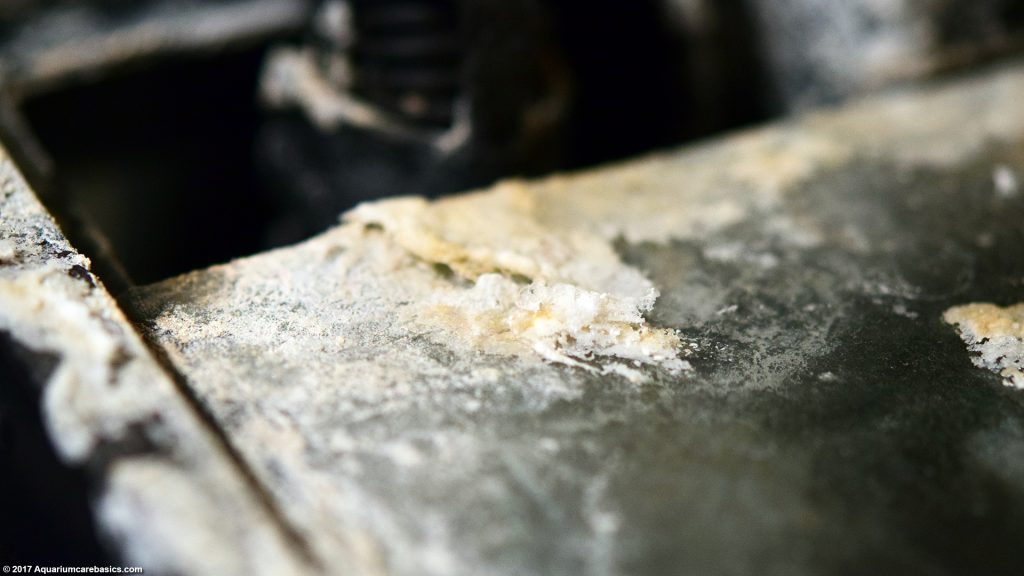 Mineral Deposits In An Aquarium Buildup & Removal