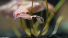 Aquarium Plant Leaves And Stems Planted In Substrate