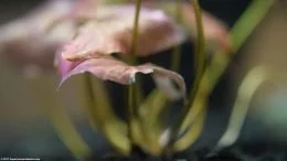Aquarium Plant Leaves And Stems Planted In Substrate