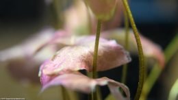 Aquarium Plant With Pink Leaves