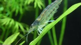 Aquarium Plants And Caridina Multidentata