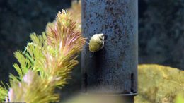 Aquarium Pond Snails Like Hard Surfaces