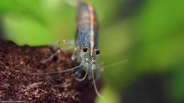 Aquarium Shrimp In A Freshwater Tank