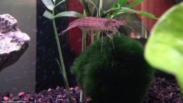 Aquarium Shrimp And A Moss Ball